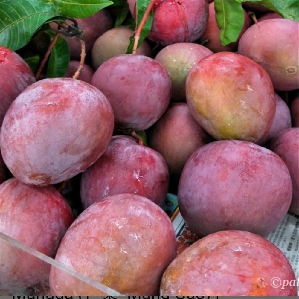 Jenis Mangga Populer Di Indonesia